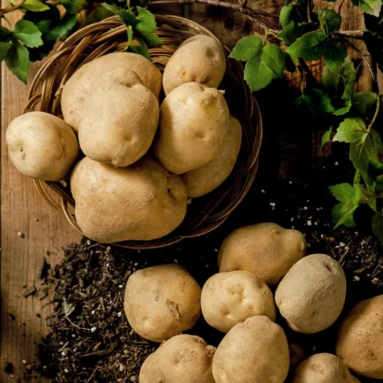 국내산 감자 대 5kg