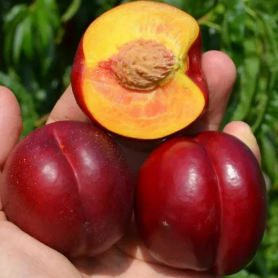 망고복숭아 1kg 10과내외