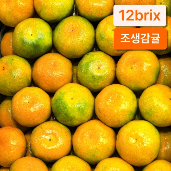 제주 노지 조생 감귤 5kg