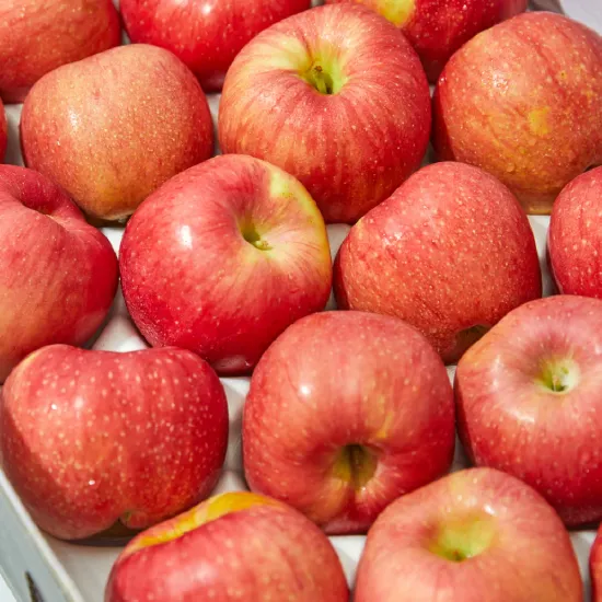 황금사과 시나노골드 주스용 랜덤과 3kg