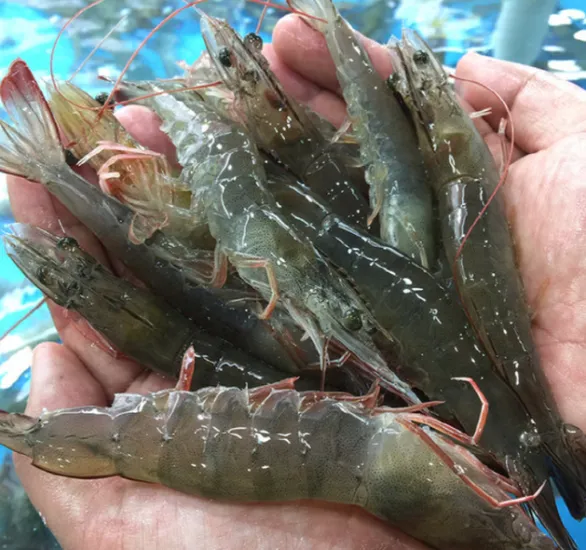 활새우 1kg (30~35미)