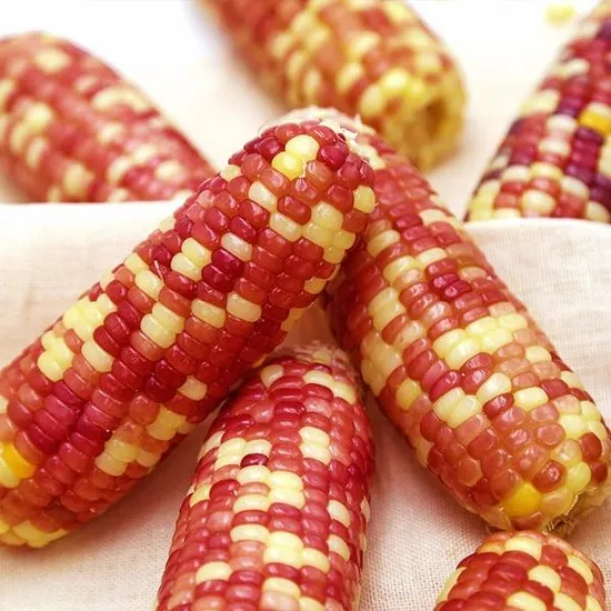 알록달록 홍찰 냉동 삶은 찰옥수수 30개