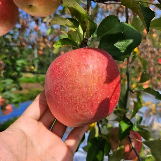 GAP인증 충주 홍로사과 2kg 외 다양