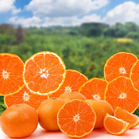 노지 감귤 소과 2S S 3kg