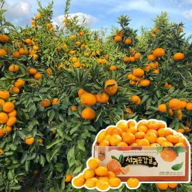 타이벡 감귤 4.5kg