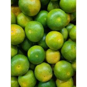 제주 서귀포 극조생 감귤 10kg