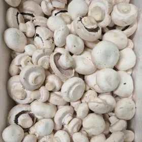 파지 양송이버섯 1kg 국내산