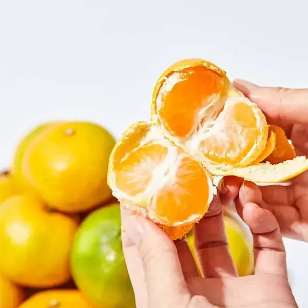 제주 노지 감귤 2.5kg 중대과