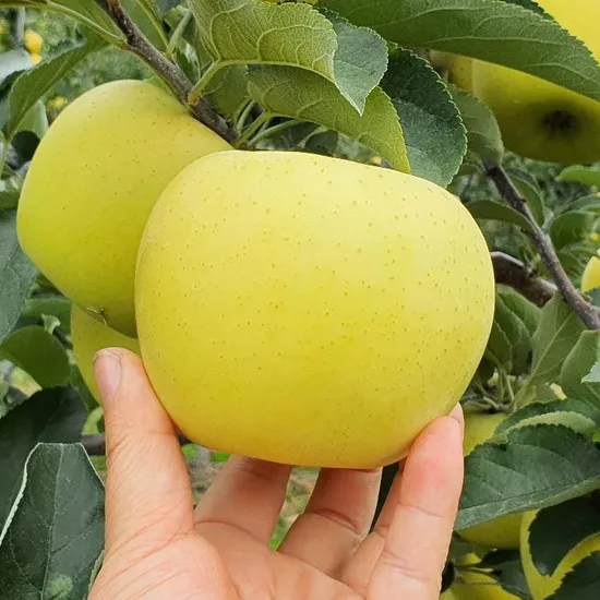 시나노골드 사과 2kg