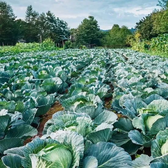 국산 유기농 양배추 4kg