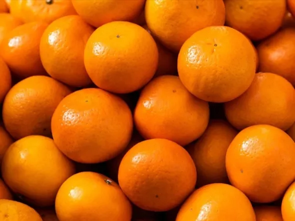 서귀포 극조생 감귤 4.5kg 로얄과