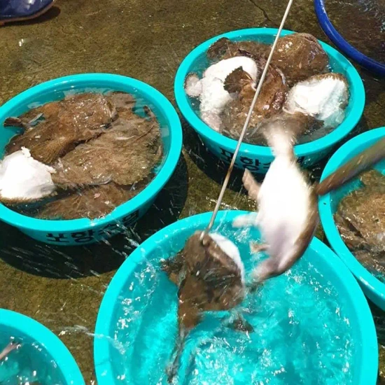 손질 절단 아귀 1kg 3,224원